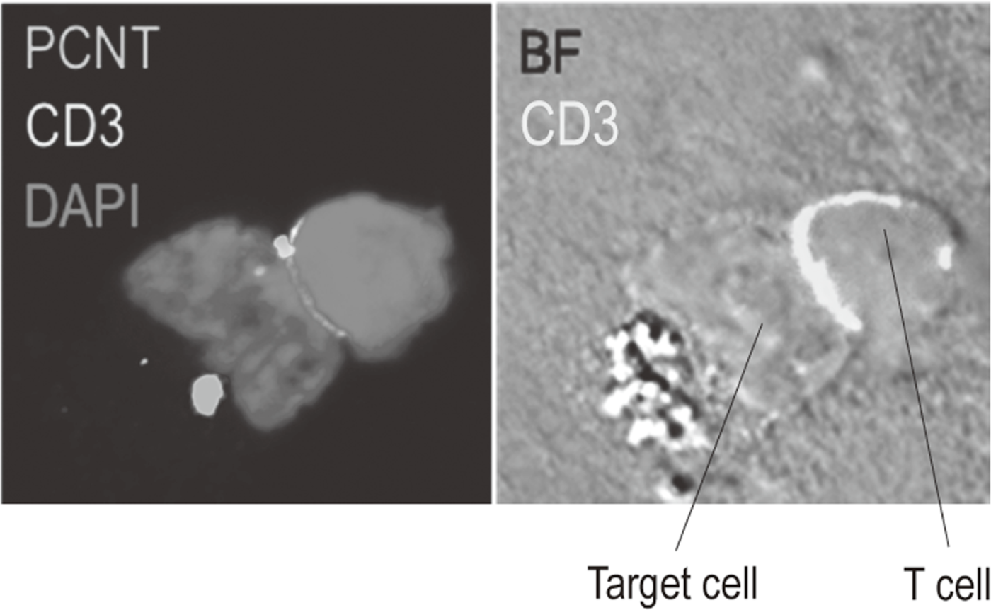 Figure 3. Confocal microscopical image of molecular dynamics in lymphocytes(Full Size)