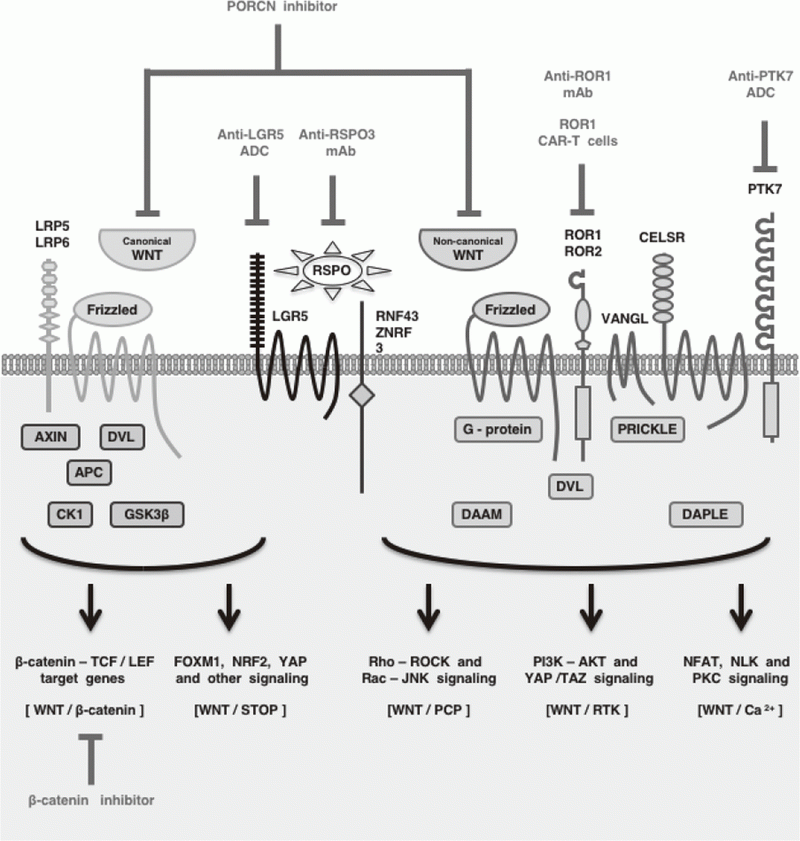 Figure 1. Therapeutics targeting WNT signaling cascades