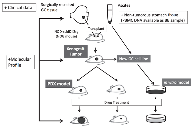 Figure 1. Schema of DEF study