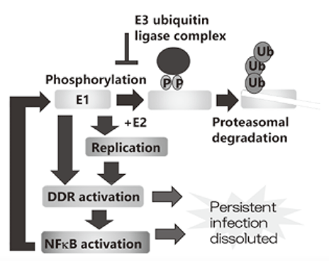 Figure 1. E1-NFkB negative feedback loop