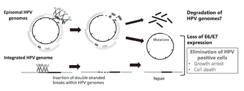 Figure 2. Strategies for eradication of HPV genomes and/or HPV positive cells with CRISPR/Cas9 
