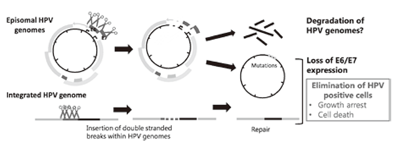 Figure 2. Strategies for eradication of HPV genomes and/or HPV positive cells with CRISPR/Cas9 (Full Size)