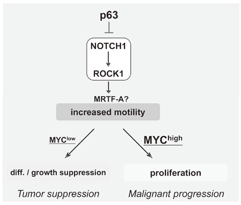 Figure 3. Proposed model for the NOTCH-ROCK pathway and its biological significance in squamous cell carcinomas