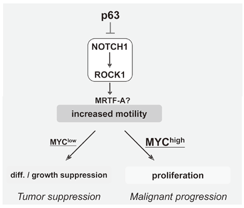 Figure 3. Proposed model for the NOTCH-ROCK pathway and its biological significance in squamous cell carcinomas(Full Size)