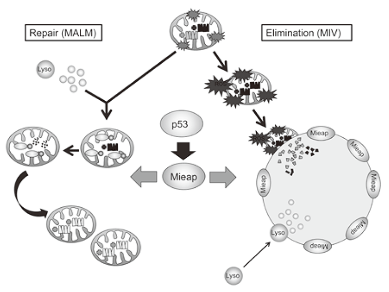 Figure 1. Mieap-regulated mitochondrial quality control(Full Size)