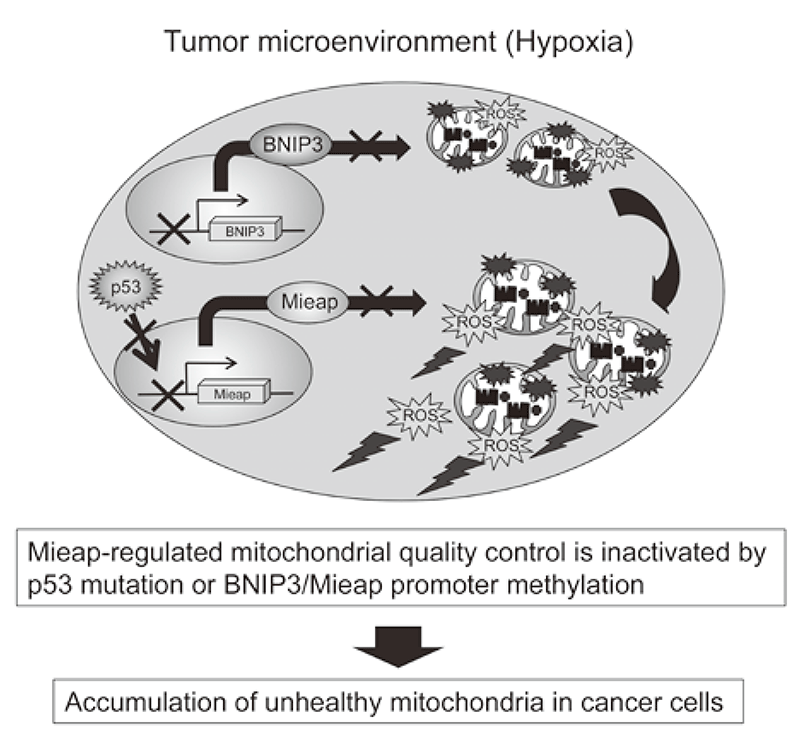 Figure 2. Alteration of Mieap-regulated mitochondrial quality control in cancer