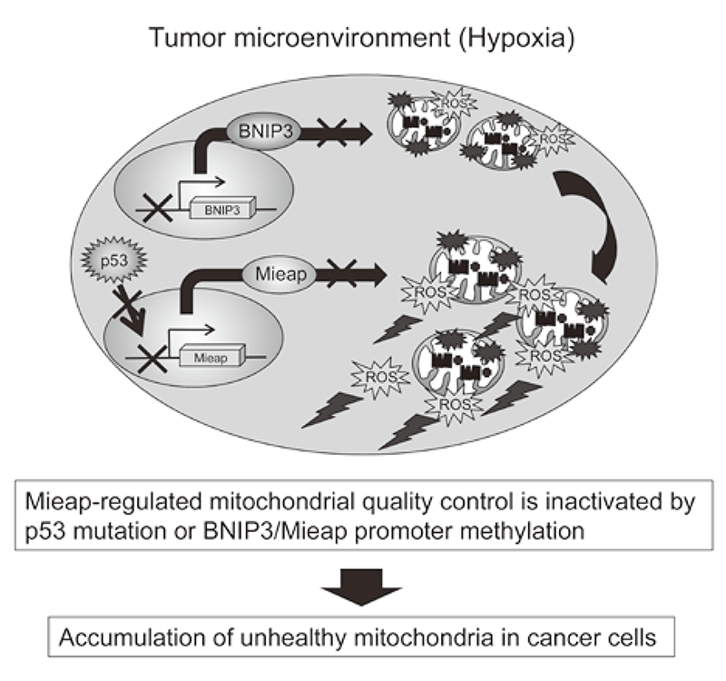 Figure 2. Alteration of Mieap-regulated mitochondrial quality control in cancer(Full Size)