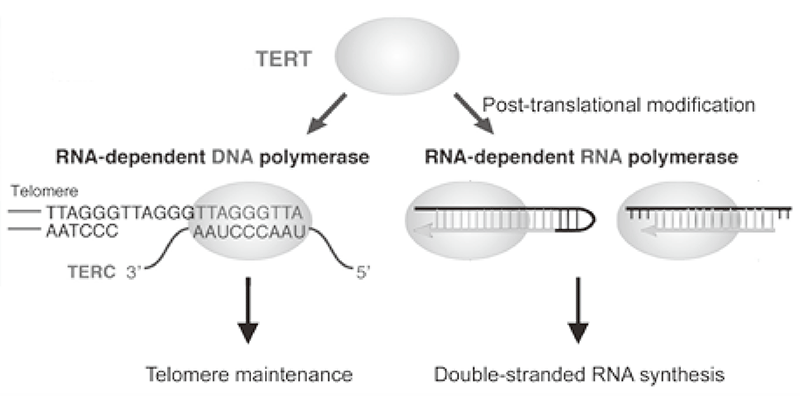  Figure 1. TERT exerts RdRP activity