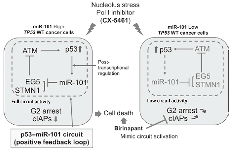 Figure 1. Regulation of p53-dependent nucleolus stress by miR-101