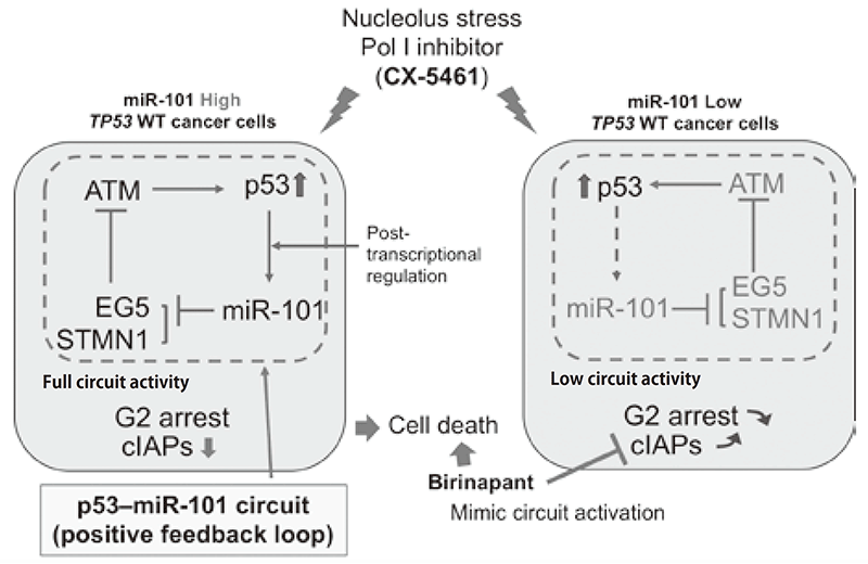 Figure 1. Regulation of p53-dependent nucleolus stress by miR-101(Full Size)