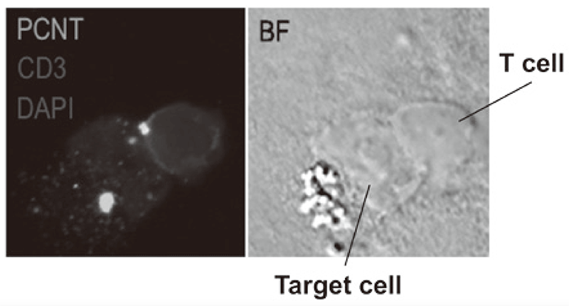 Figure 3. Confocal microscopical image of molecular dynamics in lymphocytes