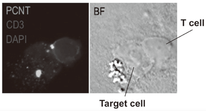 Figure 3. Confocal microscopical image of molecular dynamics in lymphocytes(Full Size)