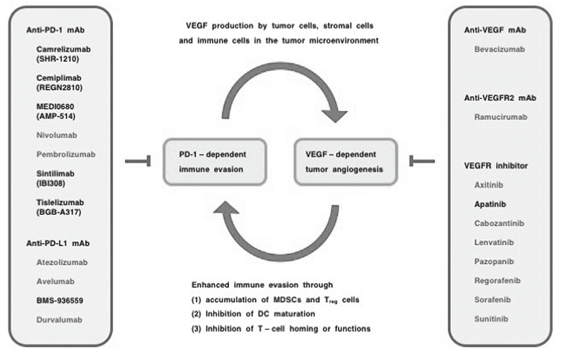 Figure 1. Combination immuno-oncology therapy with VEGF signaling blockers.(Full Size)