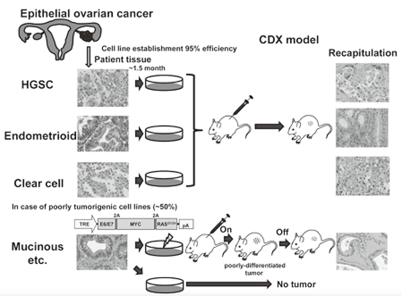 Figure 1. An ex-vivo culture system of ovarian cancer faithfully recapitulating the pathological features of primary tumors