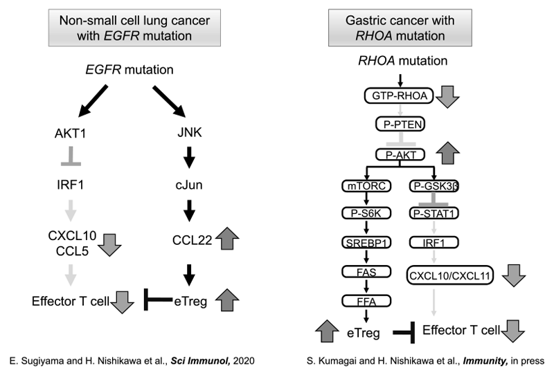 Figure 2.  Elucidating the resistant mechanisms and suitable combination treatments with immune checkpoints