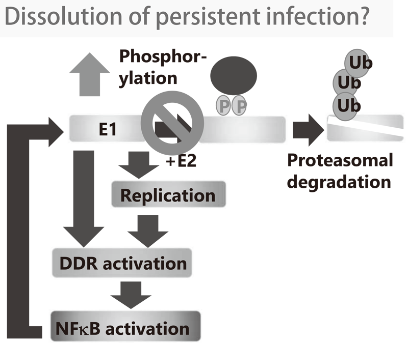 Figure 1.  Concept of anti-HPV strategy by intervention in E1-NFkB negative feedback loop