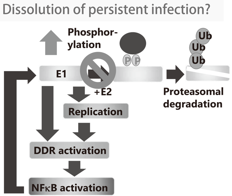Figure 1. Concept of anti-HPV strategy by intervention in E1-NFkB negative feedback loop