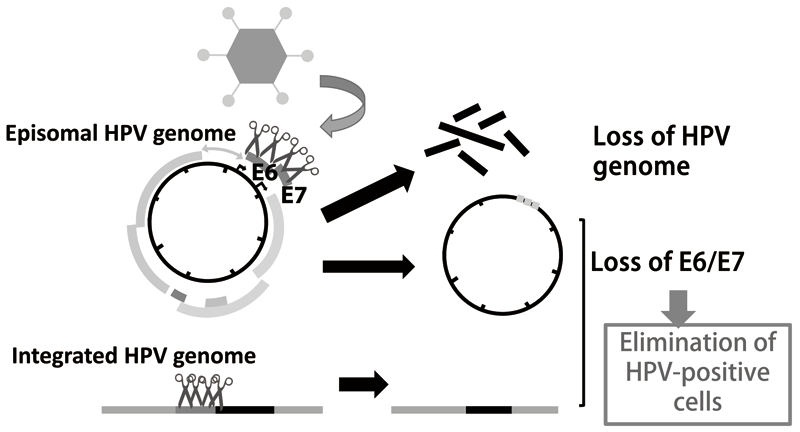 Figure 2.  CRISPR/Cas9 HPV targeting vector