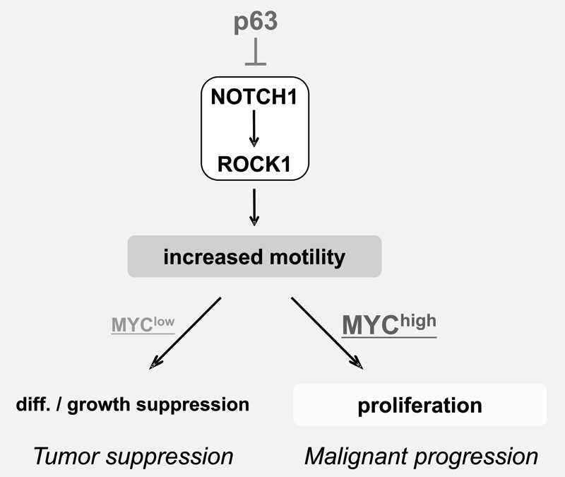 Figure 3.  Proposed model for the NOTCH-ROCK pathway and its biological significance in squamous cell carcinomas