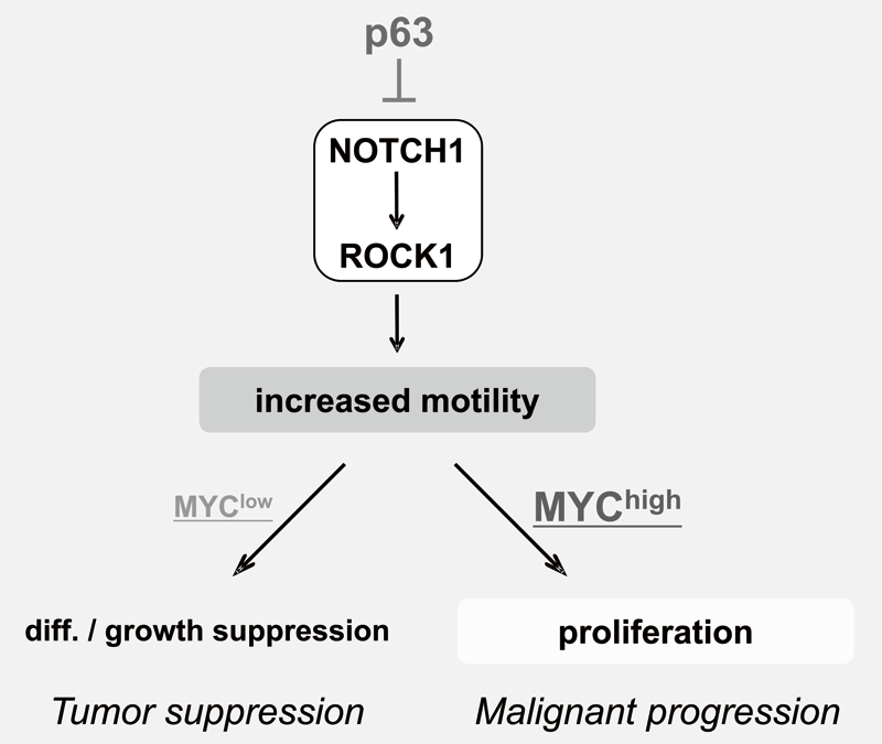 Figure 3. Proposed model for the NOTCH-ROCK pathway and its biological significance in squamous cell carcinomas