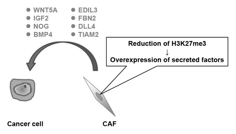 Figure 1.Epigenome alterations induce overexpression of various secreted factors in CAFs.