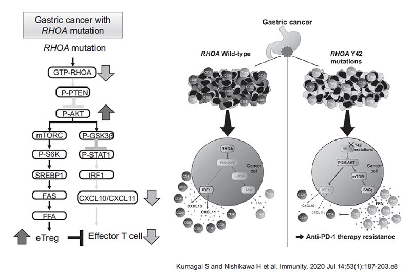 Figure 2. Elucidating the resistance mechanisms and suitable treatment combinations with immune checkpoints