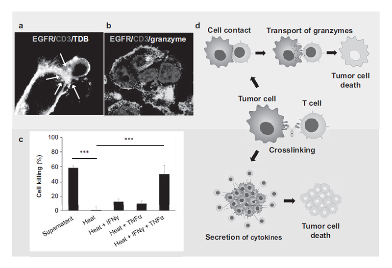 Figure 1. Two types of MOA of BsAb (from the cover of Cancer Immunol. Immunother.)