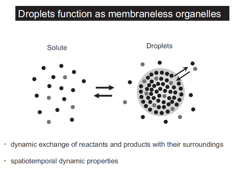 Figure 2. Droplets function as membrane-less organelles