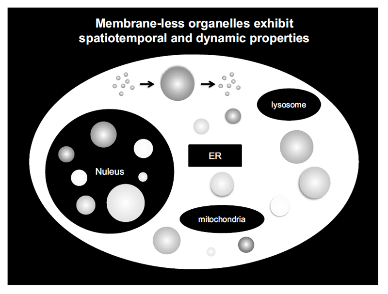 Figure 3. Membrane-less organelles exhibit spatiotemporal and dynamic properties