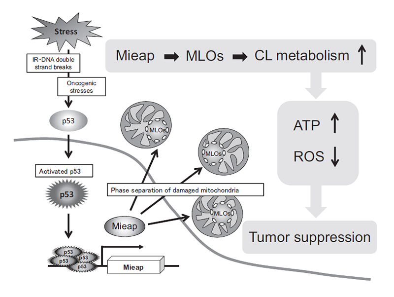 Figure 4. Mieap suppresses cancer via regulating CL metabolism