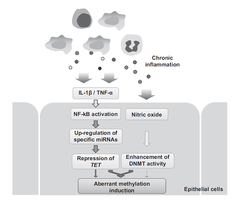 Figure1. Molecular mechanism of aberrant DNA methylation induction by chronic inflammation