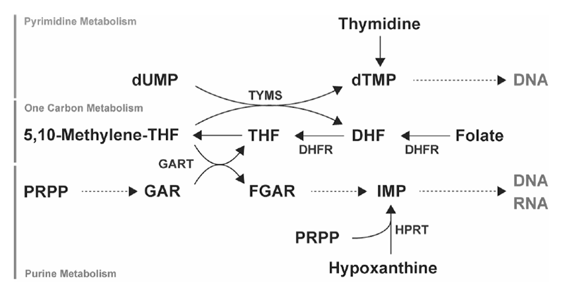 Figure 1. Nucleic acid metabolism