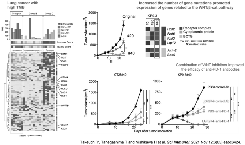 Figure 3.  Elucidating the resistant mechanisms and suitable combination treatment with immune checkpoints