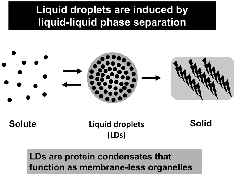 Figure 1. Liquid droplets are induced by liquid-liquid phase separation