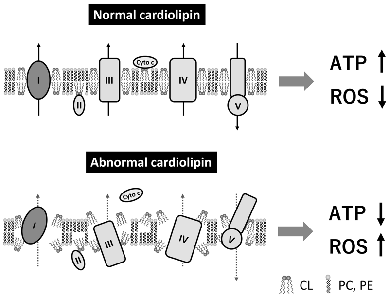 Figure 2. Role of cardiolipin in mitochondrial proteins