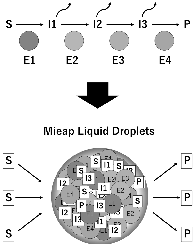 Figure 3. Mieap liquid droplets function as membrane-less organelles to compartmentalize and  facilitate cardiolipin metabolism