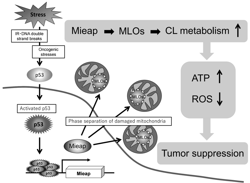 Figure 4.p53/Mieap suppresses tumors by regulating CL metabolism