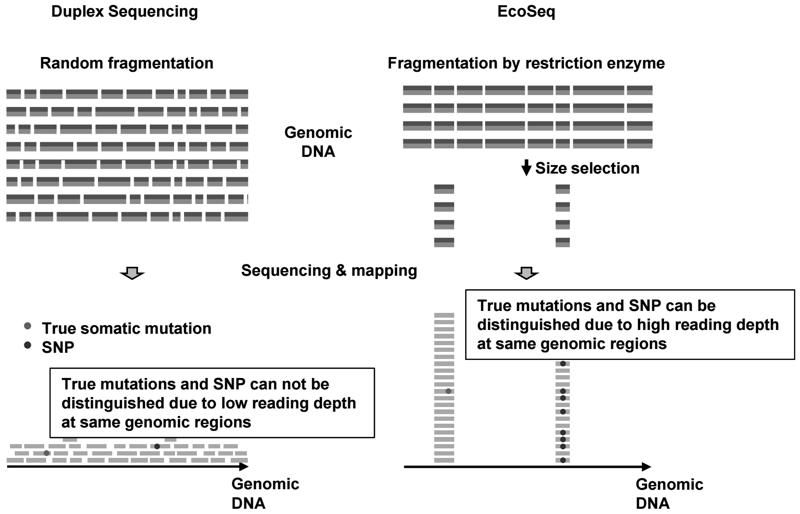 Figure 1. Scheme of EcoSeq.