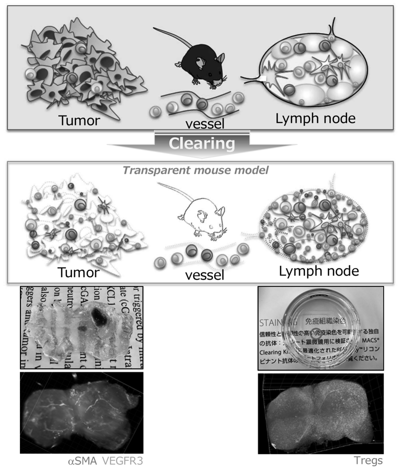 Figure 2.  Rendering mouse tissues transparent
