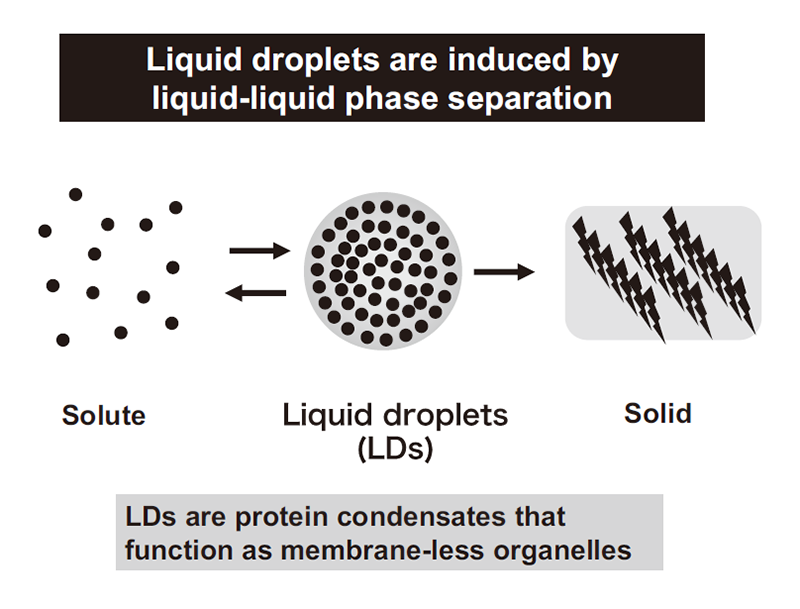 Figure 1. Liquid droplets are induced by liquid-liquid phase separation