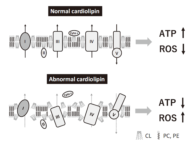 Figure 2. Role of cardiolipin in mitochondrial proteins