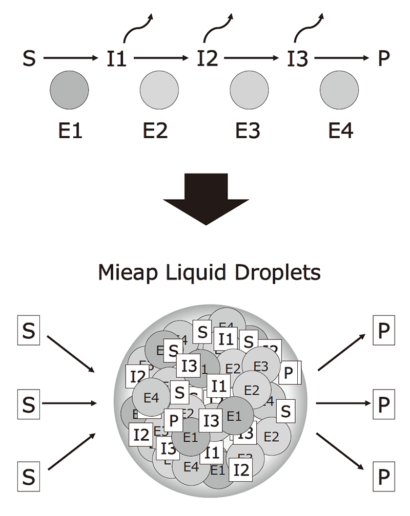 Figure 3. Mieap liquid droplets function as membrane-less organelles to compartmentalize and facilitate cardiolipin metabolism