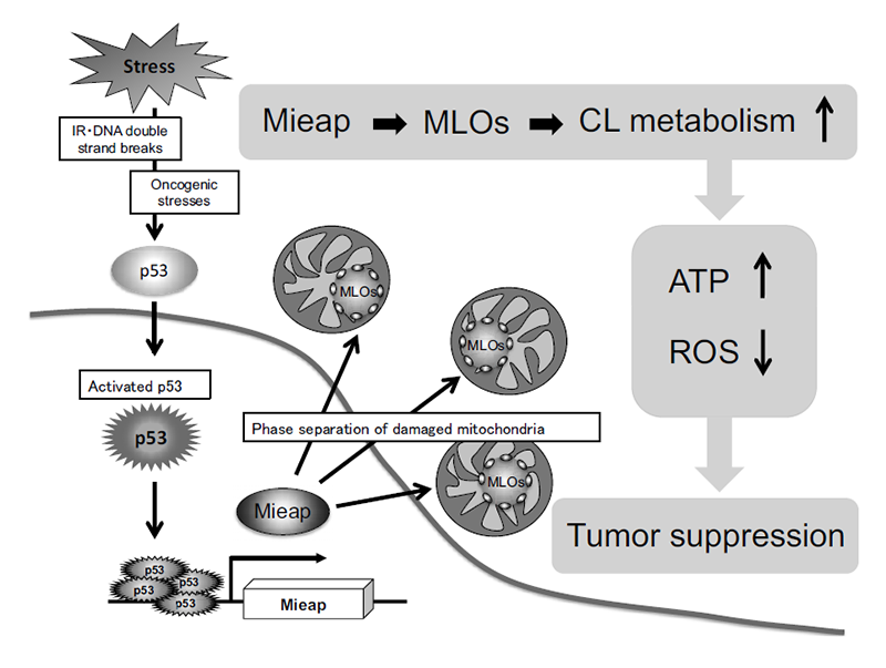 Figure 4. p53/Mieap suppresses tumors by regulating CL metabolism
