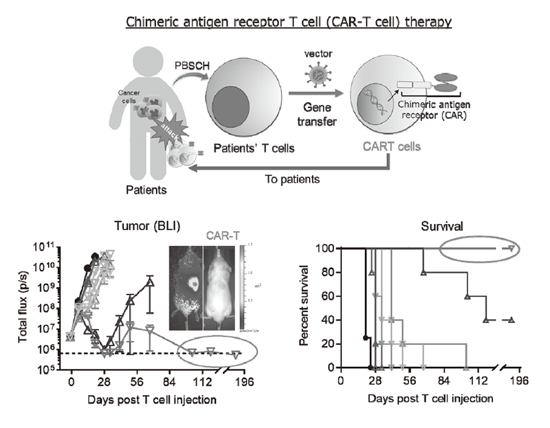 Figure 2. Drug discovery using chimeric antigen receptor T cell (CAR-T cell) format.