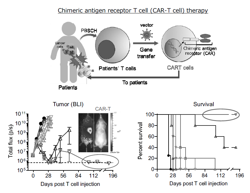 Figure 2. Drug discovery using chimeric antigen receptor T cell (CAR-T cell) format.