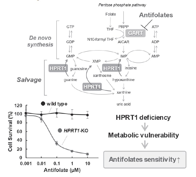 Figure 1. Purine nucleotide metabolism