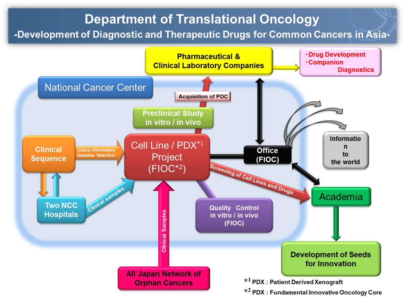 Department of Translational Oncology