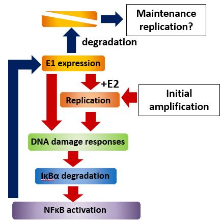 E1-NFκB negative feedback loop