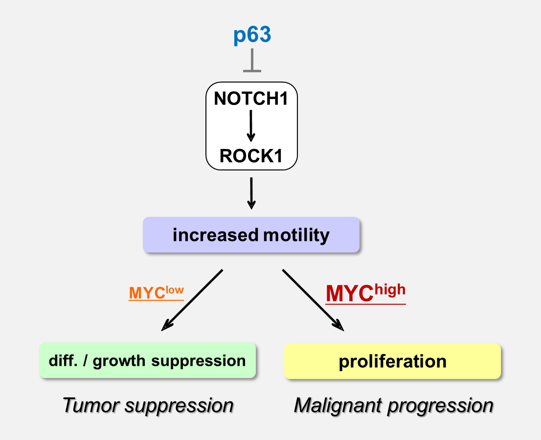 Proposed model for the NOTCH-ROCK pathway and its biological