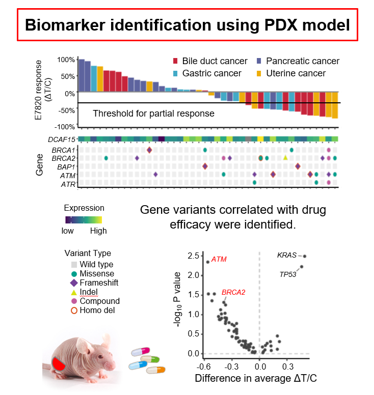 Identification of tumorigenesis